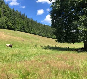 Day 1 - Sheep on the yellow road