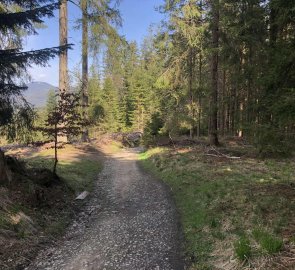 Wide forest path on the blue trail towards Bílý Kříž