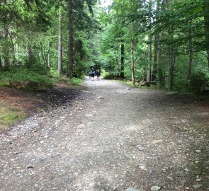 Forest paved path on blue/yellow marker