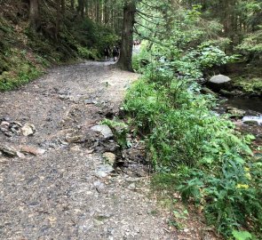 Forest paved path on blue/yellow marker