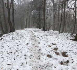 Snowy forest path from Velky Javornik towards Kasárna