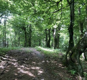 Day 2 - Day 2 - On the red trail towards Velký Javorník 1 072 m above sea level.