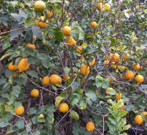You'll see lemons everywhere in Amalfi