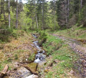 Along the creek down