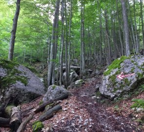 The path leads first through the forest