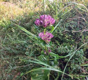 Alpine flora