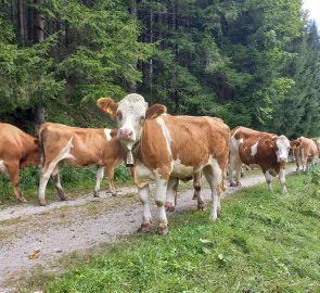 Traffic jam on Proviantweg