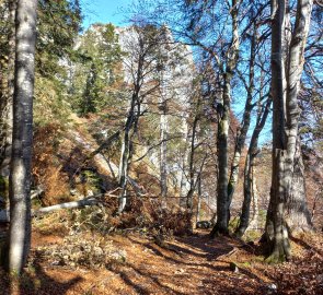 Journey through the beech forest