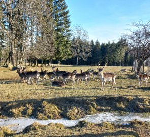 A game preserve with deer on the way back