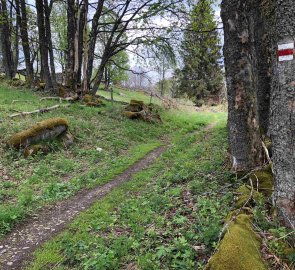 3. den - Modrava > Strážné - Cesta z Bučiny směrem Strážné po červené je krása