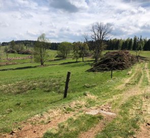 3. den - Modrava > Strážné - Vykácené dřeviny u červené značky