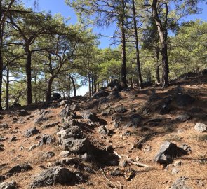 Pine grove above Domata Beach