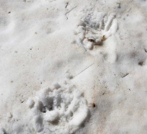 After the bear encounter at Mount Amberd, tracks were left in the snow