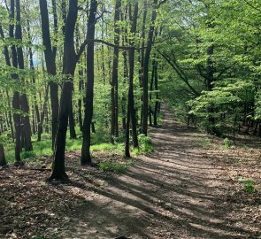 Forest path to Podlesí