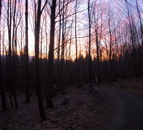 Cesta lesem během západu slunce