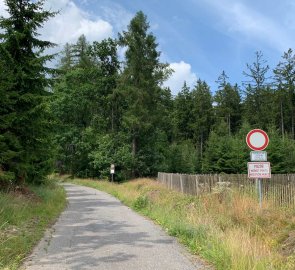 Entrance to the forest on a wide path