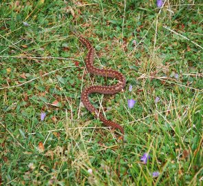 Nemilé překvapení v trávě - zmije, ale strach měla větší než my