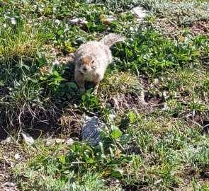 The Gopher of Parry