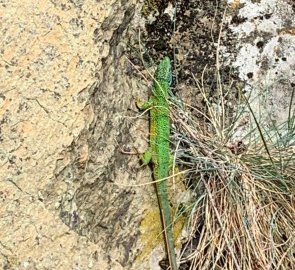 Steppe dweller - green lizard