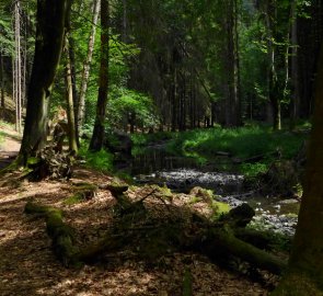 Cesta s kořeny po levém břehu říčky Chřibská Kamenice