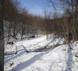 Lesní stezka do údolí Říčky