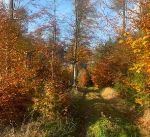 A path through the autumn forest