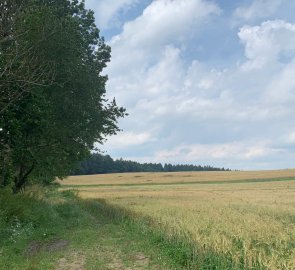 Field road back to Třeštice