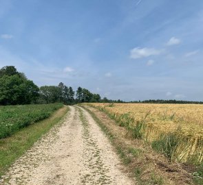 Field road from the village Třeštice