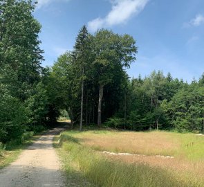 The road leads to the forest