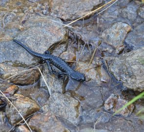 Along the way, we met several newts