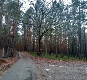 Cesta zpět do vesnice Provodín