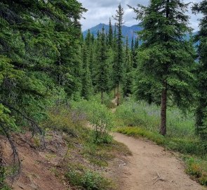 The forest path.