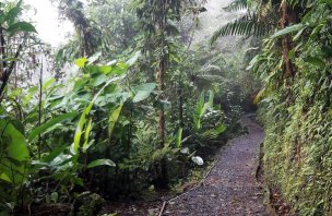 Výlet do Monteverde Cloud Forest v přírodním parku Bosque Nuboso